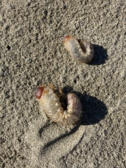 Pericoptus