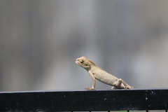 Calotes versicolor