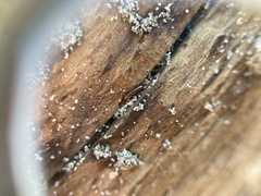 Macrorhyncolus littoralis