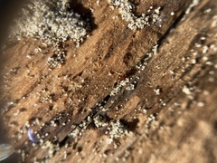 Macrorhyncolus littoralis