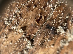 Macrorhyncolus littoralis