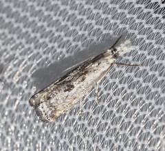 Microcrambus kimballi