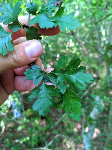 Crataegus monogyna