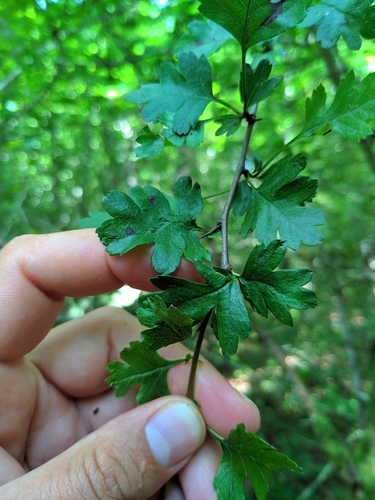 Crataegus monogyna