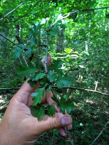 Crataegus monogyna