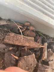 Psilocybe angulospora