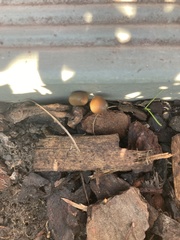 Psilocybe angulospora