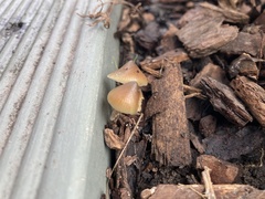 Psilocybe angulospora