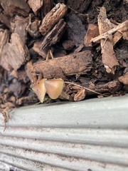 Psilocybe angulospora