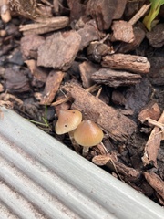 Psilocybe angulospora