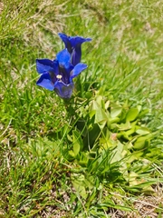 Gentiana acaulis
