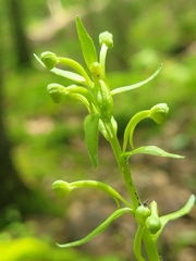 Platanthera lacera