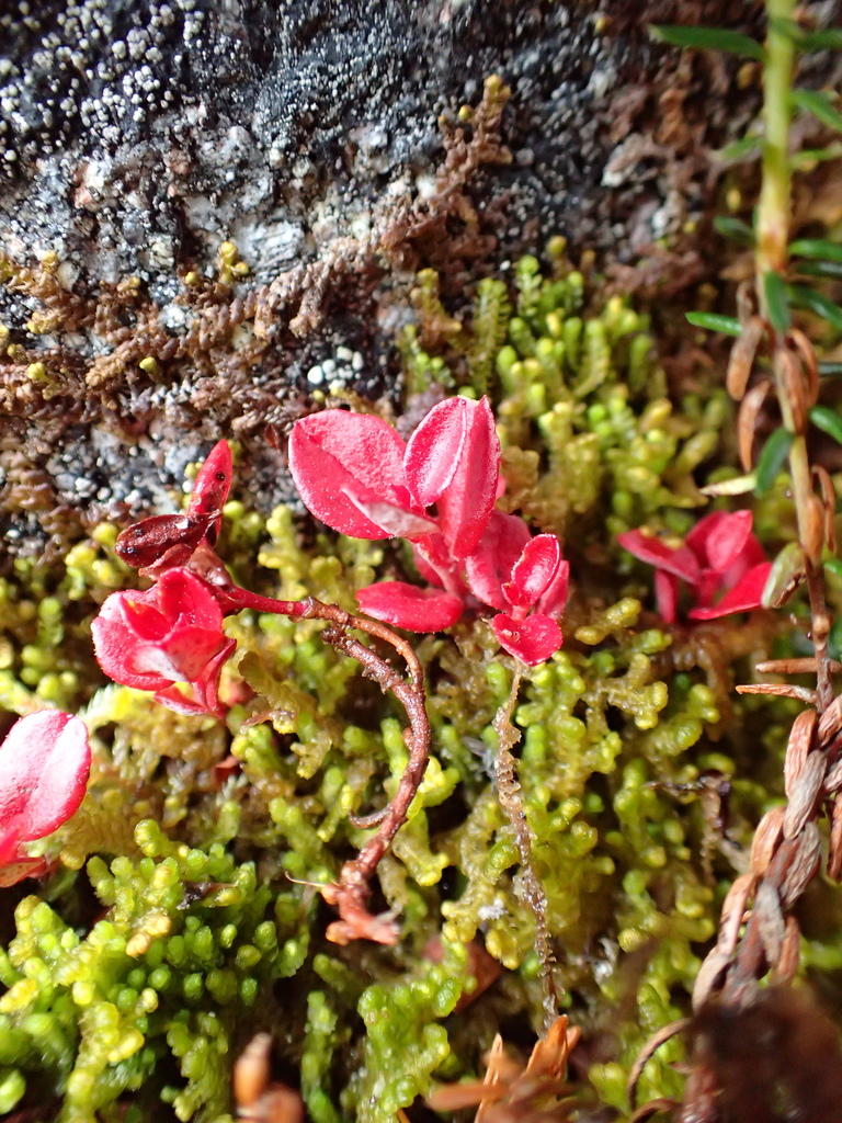 dwarfing redleaf