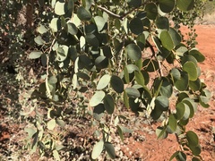 Lysiphyllum cunninghamii