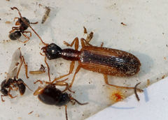 Leptotrachelus dorsalis