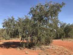 Lysiphyllum cunninghamii