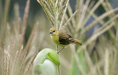 Ploceus velatus