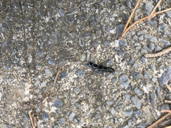 Thyreocephalus orthodoxus