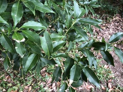 Symplocos setchuensis