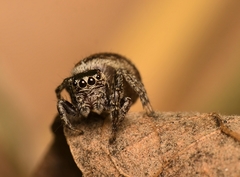 Evarcha proszynskii