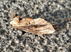 Hexafrenum leucodera