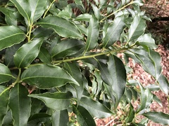 Symplocos setchuensis