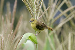 Ploceus velatus