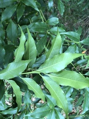 Symplocos setchuensis