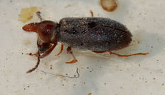 Notoxus murinipennis