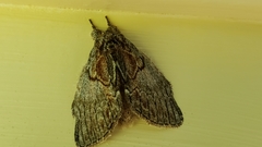 Peridea basitriens