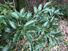 Symplocos setchuensis