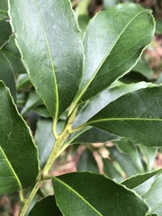 Symplocos setchuensis