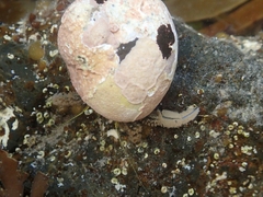 Pagurus novizealandiae