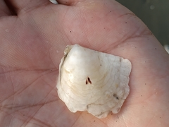 Isognomon