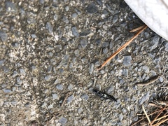 Thyreocephalus orthodoxus