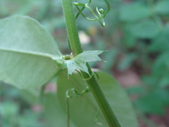 Vicia dumetorum