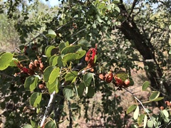 Lysiphyllum cunninghamii
