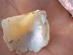 Isognomon