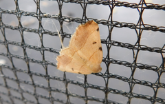 Eilicrinia trinotata