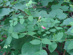 Vicia dumetorum
