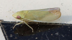 Memnonia flavida