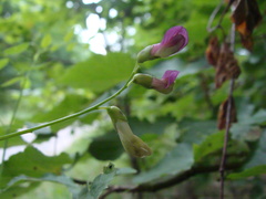 Vicia dumetorum