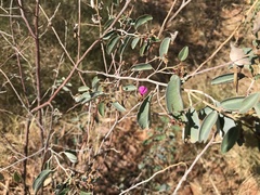 Indigofera monophylla
