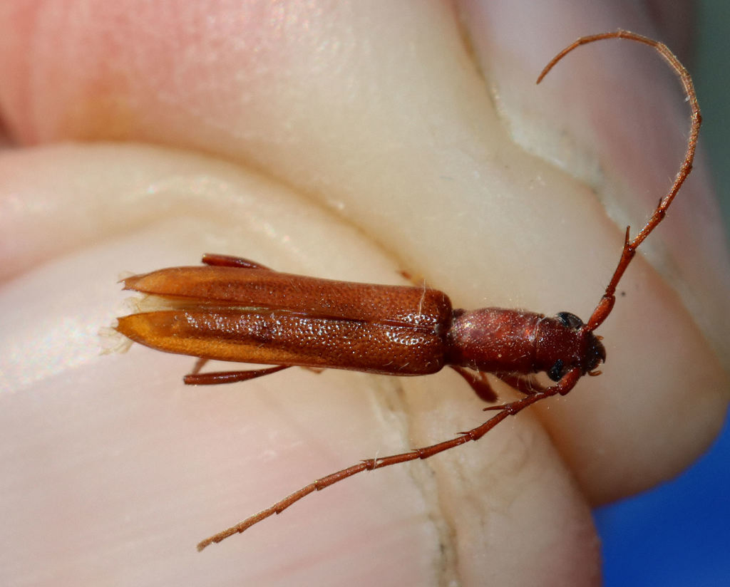 Psyrassa pertenuis