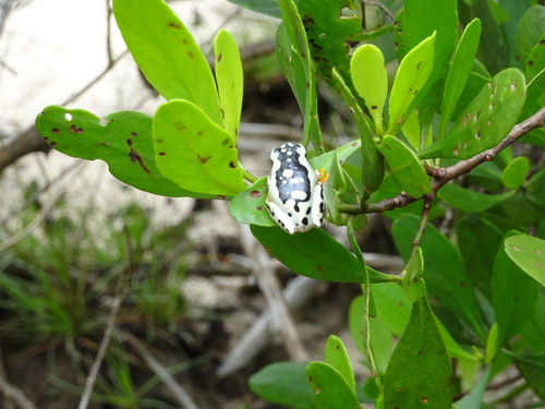 Nossi Faly Reed Frog