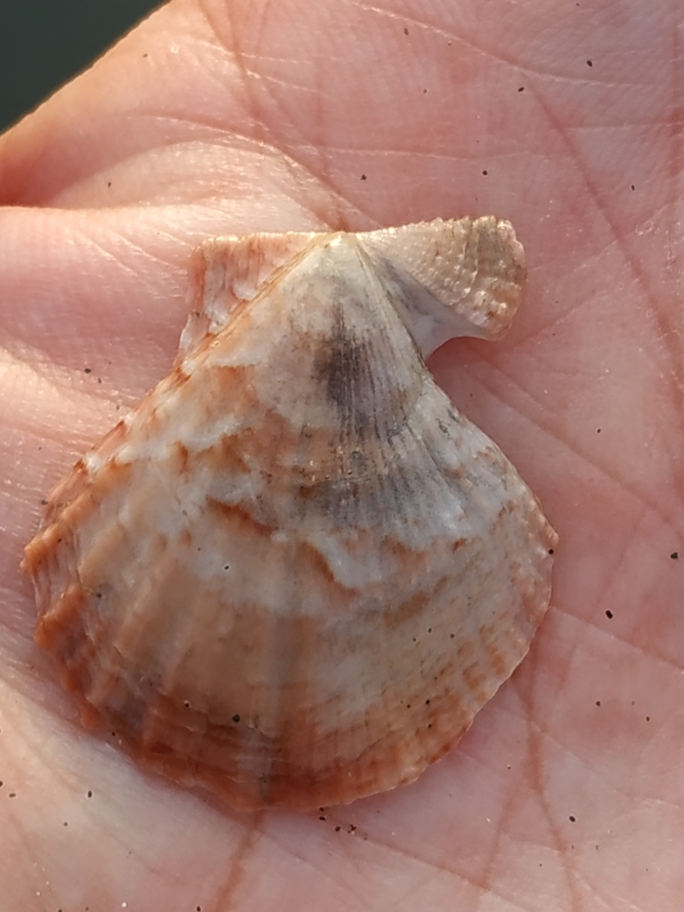 Scaeochlamys squamata