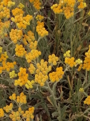 Helichrysum arenarium