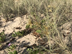 Spinifex longifolius