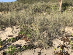 Spinifex longifolius