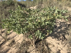 Crotalaria cunninghamii